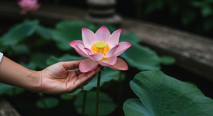 Hand on lotus - tranquility and renewal - spa promotions or meditation guides.