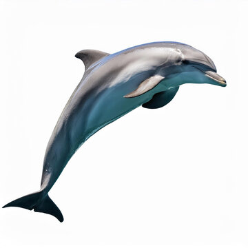 Dolphin Leaping