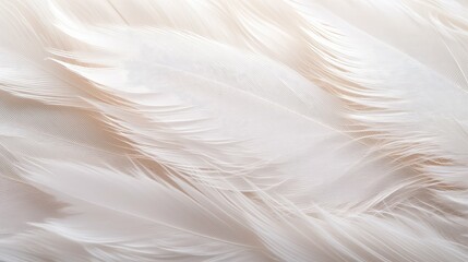 Fototapeta premium photo feather texture