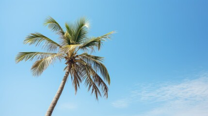 Obraz premium swaying palm tree skyline