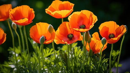 Fototapeta premium orange spring flower isolated