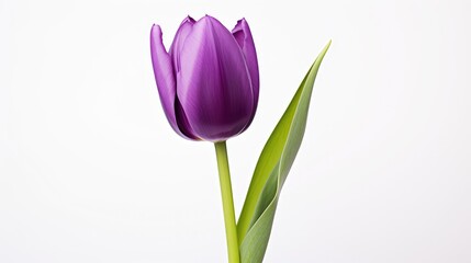 Naklejka premium nature spring flower isolated