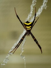 Spider with Yellow Markings on Web