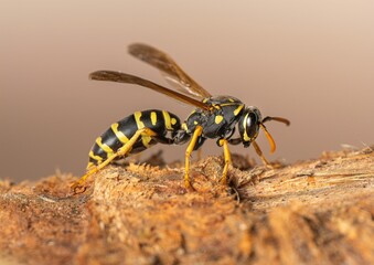 Close-up of a wasp on wood