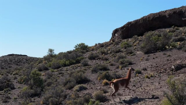 Guanaco Lama guanicoe running in the Patagonian steppe, surrounded by sparse vegetation and rocky terrain, showcasing the unique wildlife and landscape of Chubut, Argentina, drone follow shot