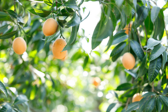 Plum Mango or Marian Plum fruit tree in tropical garden.
