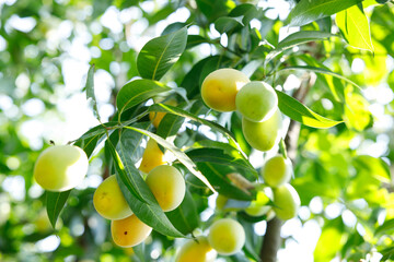 Plum Mango or Marian Plum fruit tree in tropical garden.