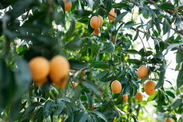 Plum Mango or Marian Plum fruit tree in tropical garden.
