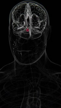 Pituitary Gland Indication Vertical X-Ray Video | Parkinson&rsquo;s Disease