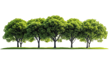 A large green tree isolated on a white background with a clear sky, grass, and a peaceful meadow setting