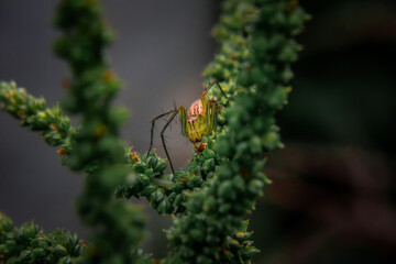 spider on a leaf yellow color jumping spider 