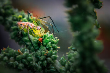 spider on a web yellow color jumping spider 