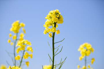 Fototapeta premium 北海道の菜の花畑
