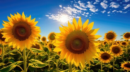 Obraz premium energy sun heat