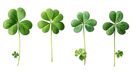 Four-leaf Clover Arrangement: A captivating overhead shot reveals four meticulously arranged four-leaf clovers, their vibrant green leaves radiating freshness and vitality.