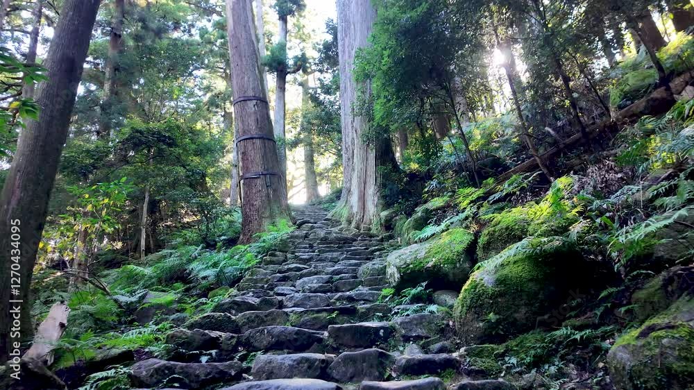 Poster pov of stone steps climbing through a forest with tall trees and lush ferns, illuminated by sunlight