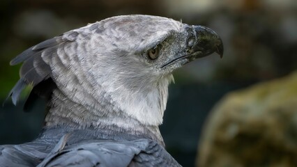 Close-up of a Harpy Eagle