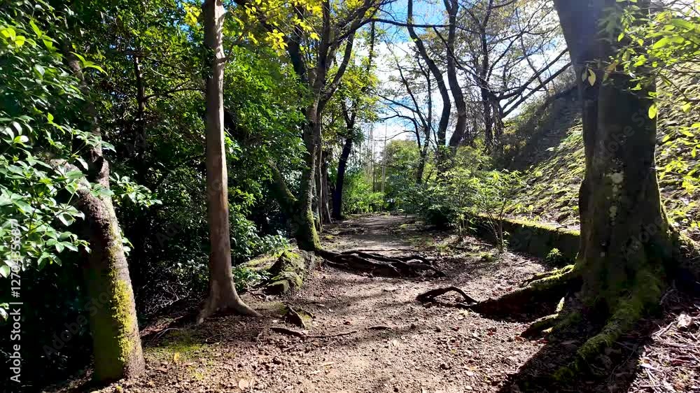 Poster sunlight filters through trees onto a winding path with exposed roots, creating a captivating scene 