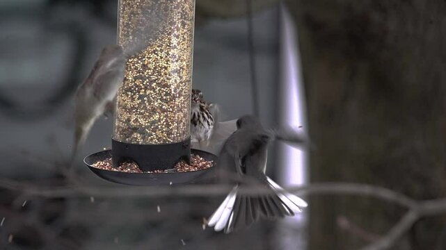 Dark eyed junco and sparrows, gather at a feeder filled with seeds in winter day.