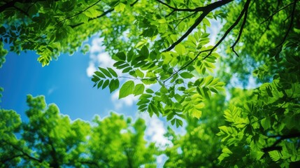 sky blue and green background
