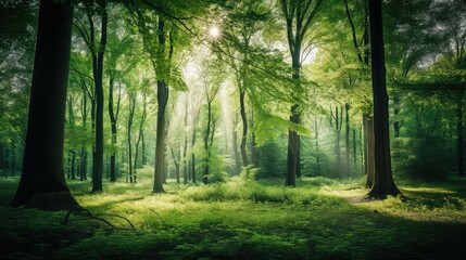 Fototapeta premium nature green trees