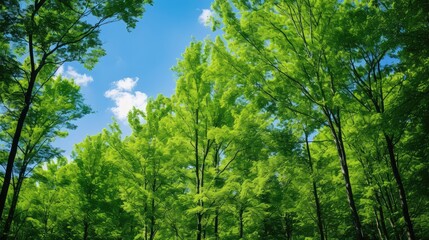 Fototapeta premium serene green and blue