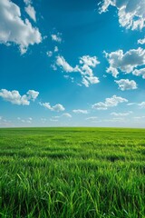 Obraz premium Vibrant Green Field Under a Bright Blue Sky with Whispy Clouds