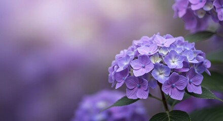 Softly lit hydrangeas in shades of purple and pink create a tranquil and elegant floral design, perfect for special occasions