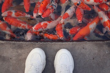 Colorful koi fish swim together in a pond