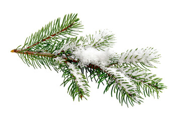 christmas tree branch