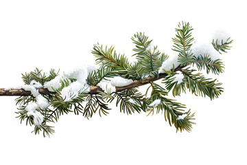 branches of a pine