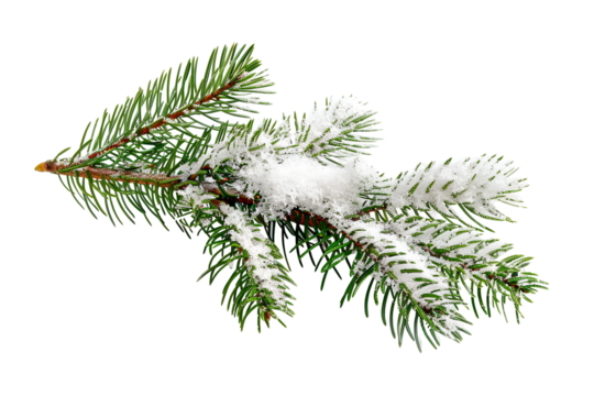 christmas tree branch