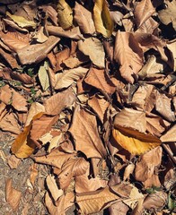 Beautiful of brown dried leaves nature background or texture