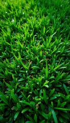 Fototapeta premium Drone view of lush green grass texture, vibrant emerald hues , lawn, color