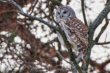 Northern Barred owl,species Strix Varia,in a natural forest winter setting at the Fletcher Wildlife Garden inside the Dominion Arboretum in Ottawa,Ontario,Canada