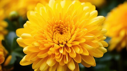 Fototapeta premium petals yellow mums