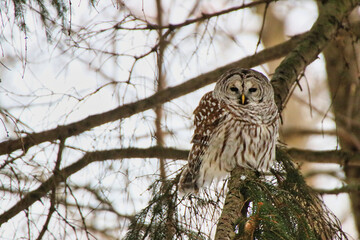 Male Northern Barred Owl,species Strix Varia looking out for prey in the late evening hours during February, deep Winter at the Dominion Arboretum in Ottawa,Ontario,Canada