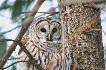 True owl species, the Male Northern Barred Owl,species Strix Varia in the late evening hours during February, deep Winter at the Dominion Arboretum in Ottawa,Ontario,Canada