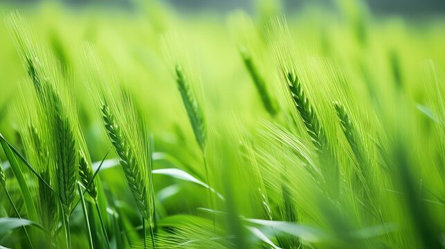 wheat spring green - Powered by Adobe