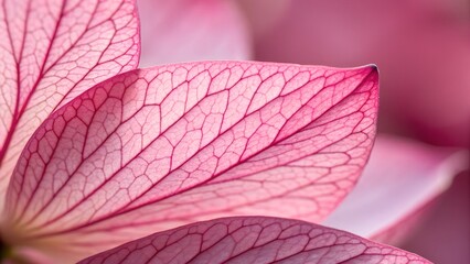 Fototapeta premium Soft Petals: The beauty of nature's delicate artwork captured up close, revealing the intricate network of veins and subtle hues. An intimate portrait of a flower's soft petals.