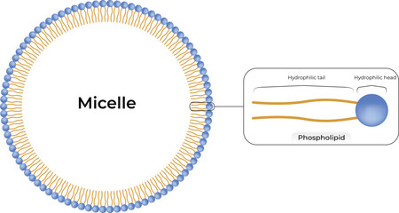 Micelle Structure Design Vector Illustration