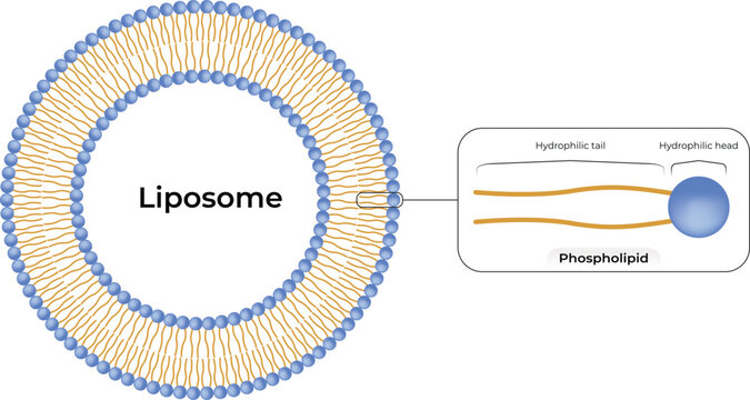Liposome Structure Design Vector Illustration