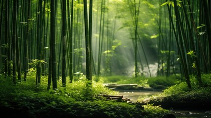 Fototapeta premium forest bamboo plant