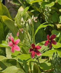 pink and white flowers, Fragrant flowers change color of Rangoon creeper 