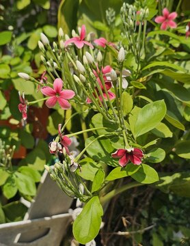 pink and white flowers, Fragrant flowers change color of Rangoon creeper 