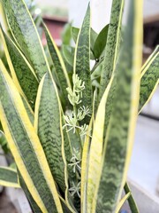 Golden Dragon Tongue: Scientific name is Sansevieria trifasciata hort. ex Prain cv. Futura Golden...