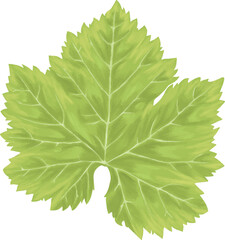 Detailed Grape Leaf Illustration painting illustration