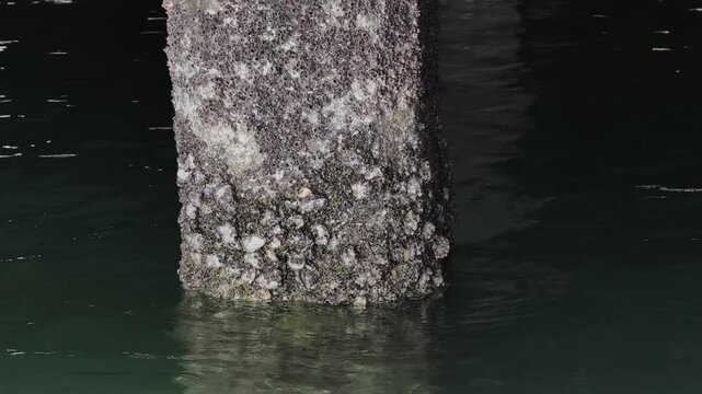 barnacle on bridge piers and rocks