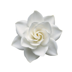 Elegant White Flower Isolated on Transparent Background with Detailed Petals