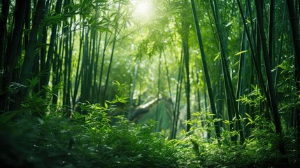 Obraz premium forest green bamboo